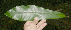  ( - BioBot10002)  @11 [ ] Copyright (2010) Unspecified Unspecified