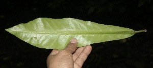  ( - BioBot10002)  @11 [ ] Copyright (2010) Unspecified Unspecified