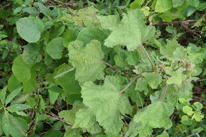  ( - BioBot10024)  @11 [ ] Copyright (2010) Unspecified Unspecified
