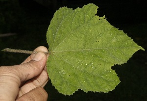  ( - BioBot10024)  @11 [ ] Copyright (2010) Unspecified Unspecified