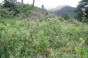  ( - BioBot10025)  @11 [ ] CreativeCommons - Attribution Non-Commercial Share-Alike (2010) Daniel H. Janzen Guanacaste Dry Forest Conservation Fund