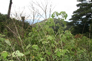  ( - BioBot10025)  @11 [ ] Copyright (2010) Unspecified Unspecified