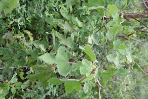  ( - BioBot10025)  @11 [ ] Copyright (2010) Unspecified Unspecified