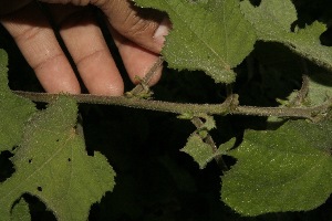  ( - BioBot10025)  @11 [ ] Copyright (2010) Unspecified Unspecified