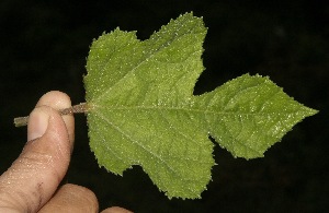  ( - BioBot10025)  @11 [ ] Copyright (2010) Unspecified Unspecified