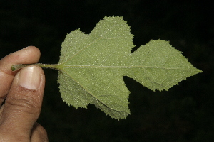  ( - BioBot10025)  @11 [ ] Copyright (2010) Unspecified Unspecified