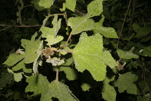  ( - BioBot10025)  @11 [ ] Copyright (2010) Unspecified Unspecified