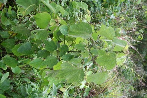  ( - BioBot10026)  @11 [ ] Copyright (2010) Unspecified Unspecified