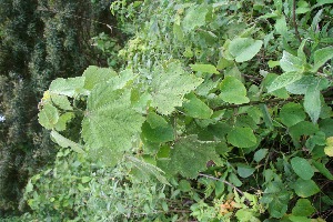  ( - BioBot10026)  @11 [ ] Copyright (2010) Unspecified Unspecified
