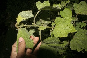  ( - BioBot10026)  @11 [ ] Copyright (2010) Unspecified Unspecified