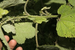 ( - BioBot10026)  @11 [ ] Copyright (2010) Unspecified Unspecified