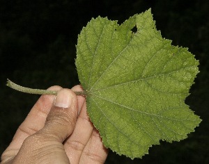 ( - BioBot10026)  @11 [ ] Copyright (2010) Unspecified Unspecified