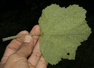  ( - BioBot10026)  @11 [ ] Copyright (2010) Unspecified Unspecified