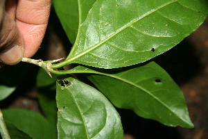  (Randia grandifolia - BioBot10048)  @11 [ ] Copyright (2010) Unspecified Unspecified