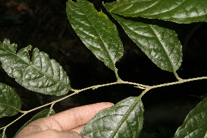  ( - BioBot10051)  @11 [ ] Copyright (2010) Unspecified Unspecified