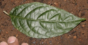  ( - BioBot10051)  @11 [ ] Copyright (2010) Unspecified Unspecified
