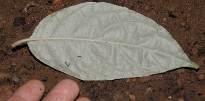  ( - BioBot10051)  @11 [ ] Copyright (2010) Unspecified Unspecified