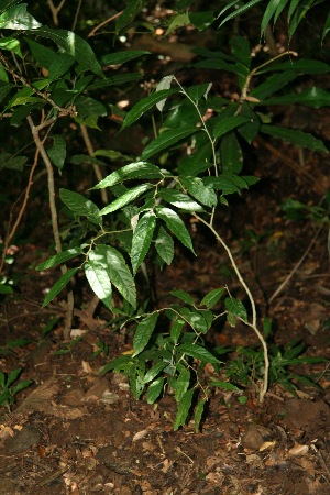  ( - BioBot10065)  @11 [ ] Copyright (2010) Unspecified Unspecified