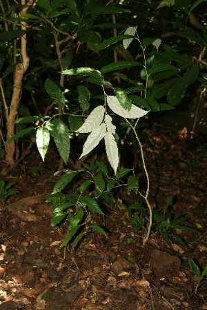  ( - BioBot10065)  @11 [ ] Copyright (2010) Unspecified Unspecified
