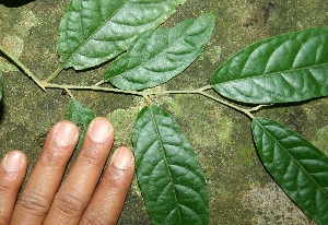  ( - BioBot10065)  @11 [ ] Copyright (2010) Unspecified Unspecified