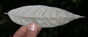  ( - BioBot10065)  @11 [ ] Copyright (2010) Unspecified Unspecified