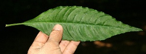  (Notopleura anomothyrsa - BioBot10066)  @11 [ ] Copyright (2010) Unspecified Unspecified