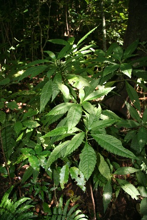  ( - BioBot10067)  @11 [ ] Copyright (2010) Unspecified Unspecified