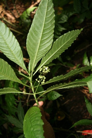  ( - BioBot10067)  @11 [ ] Copyright (2010) Unspecified Unspecified