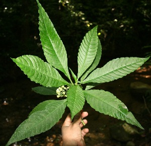  ( - BioBot10067)  @11 [ ] Copyright (2010) Unspecified Unspecified