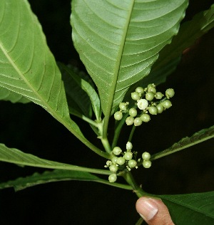  ( - BioBot10067)  @11 [ ] Copyright (2010) Unspecified Unspecified
