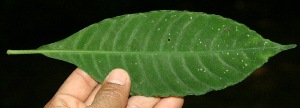  ( - BioBot10067)  @11 [ ] Copyright (2010) Unspecified Unspecified
