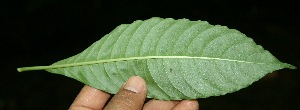  ( - BioBot10067)  @11 [ ] Copyright (2010) Unspecified Unspecified