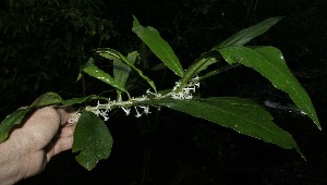  ( - BioBot10133)  @11 [ ] Copyright (2010) Unspecified Unspecified