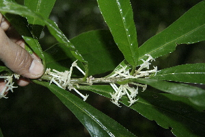  ( - BioBot10133)  @11 [ ] Copyright (2010) Unspecified Unspecified