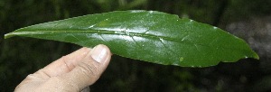  ( - BioBot10133)  @11 [ ] Copyright (2010) Unspecified Unspecified