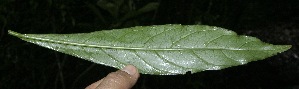  ( - BioBot10133)  @11 [ ] Copyright (2010) Unspecified Unspecified