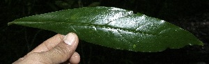  ( - BioBot10133)  @11 [ ] Copyright (2010) Unspecified Unspecified