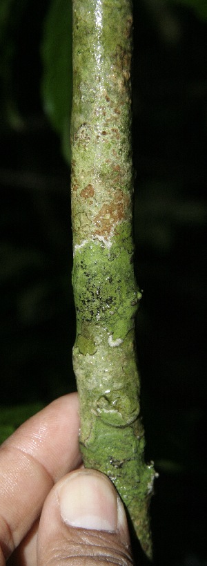  ( - BioBot10133)  @11 [ ] Copyright (2010) Unspecified Unspecified