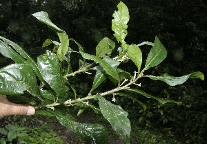  ( - BioBot10136)  @11 [ ] Copyright (2010) Unspecified Unspecified