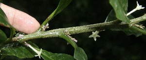  ( - BioBot10136)  @11 [ ] Copyright (2010) Unspecified Unspecified