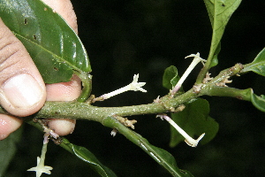  ( - BioBot10136)  @11 [ ] Copyright (2010) Unspecified Unspecified
