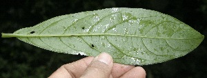  ( - BioBot10136)  @11 [ ] Copyright (2010) Unspecified Unspecified