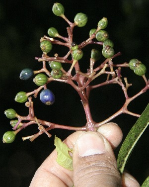  (Palicourea salicifolia - BioBot10137)  @11 [ ] Copyright (2010) Unspecified Unspecified
