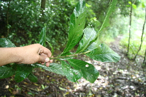  ( - BioBot10140)  @11 [ ] Copyright (2010) Unspecified Unspecified