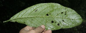  ( - BioBot10140)  @11 [ ] Copyright (2010) Unspecified Unspecified