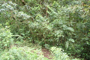  ( - BioBot10147)  @11 [ ] CreativeCommons - Attribution Non-Commercial Share-Alike (2011) Daniel H. Janzen Guanacaste Dry Forest Conservation Fund