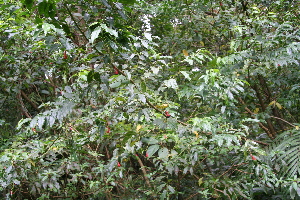  ( - BioBot10147)  @11 [ ] CreativeCommons - Attribution Non-Commercial Share-Alike (2011) Daniel H. Janzen Guanacaste Dry Forest Conservation Fund