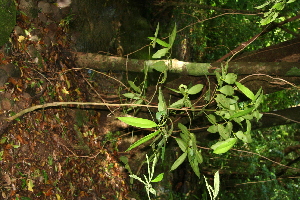  ( - BioBot10157)  @11 [ ] CreativeCommons - Attribution Non-Commercial Share-Alike (2011) Daniel H. Janzen Guanacaste Dry Forest Conservation Fund