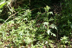  ( - BioBot10158)  @11 [ ] CreativeCommons - Attribution Non-Commercial Share-Alike (2011) Daniel H. Janzen Guanacaste Dry Forest Conservation Fund