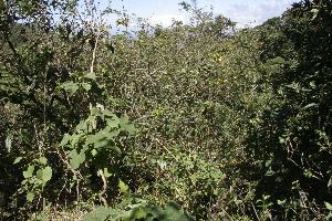  ( - BioBot10174)  @11 [ ] CreativeCommons - Attribution Non-Commercial Share-Alike (2011) Daniel H. Janzen Guanacaste Dry Forest Conservation Fund